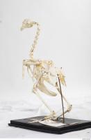 hen skeleton 0083